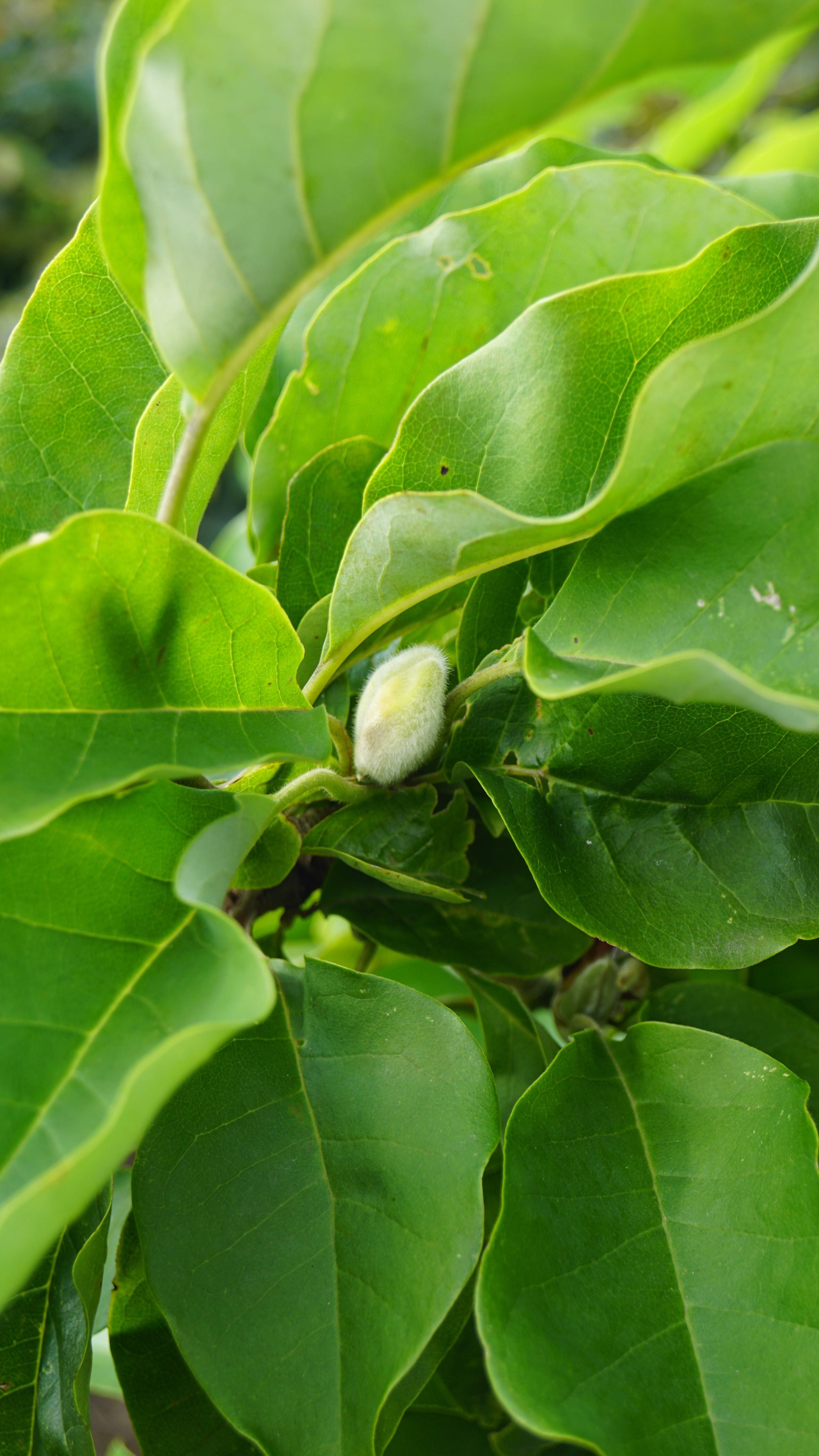 Magnolia 'Yellow Fever' (2)